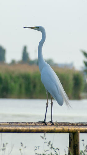 Standing Egret